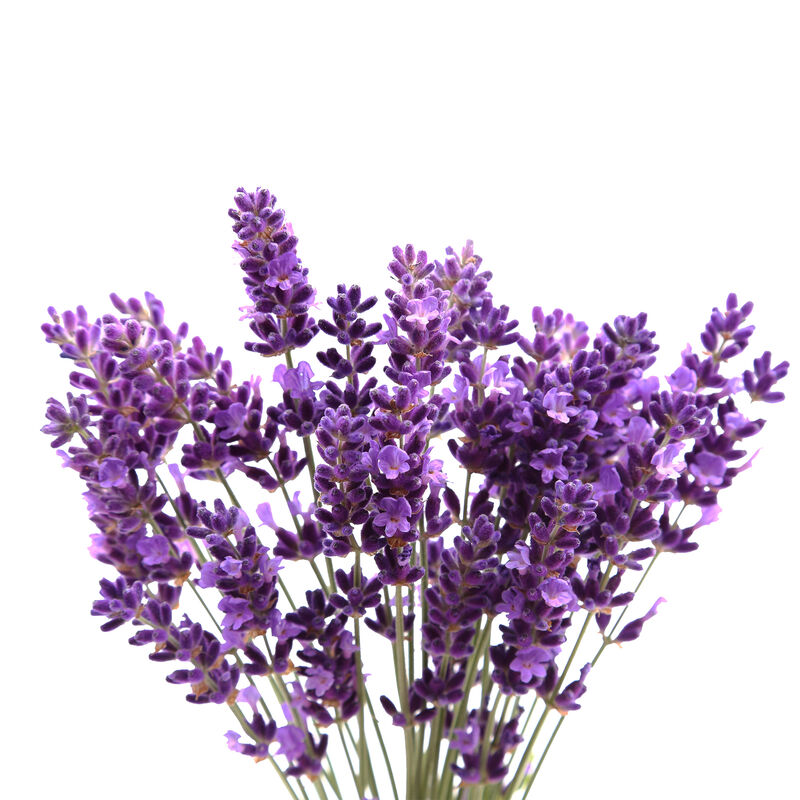 Lots of Lavender Seed Pod Kit image number null